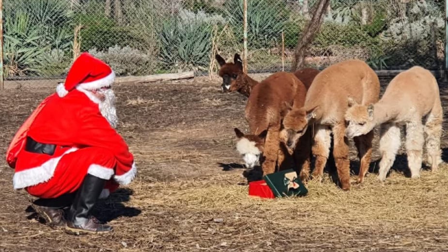 The animals at the Burgas Zoo are awaiting gifts from Santa Claus