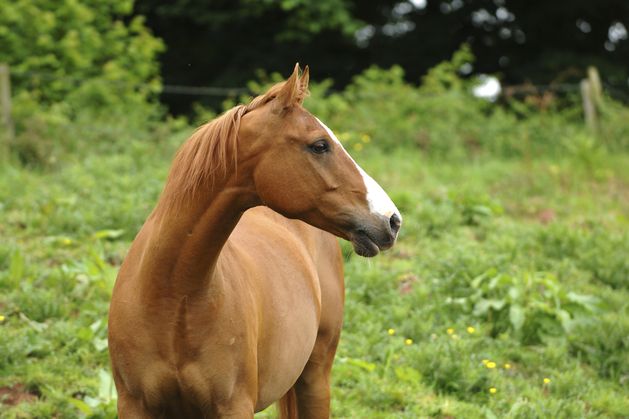 Mourners outraged at horses seen trampling through Tipperary graveyard and defecating near resting places