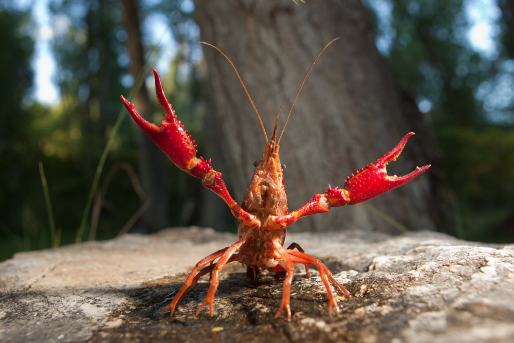 Water board calls for action to tackle American crayfish