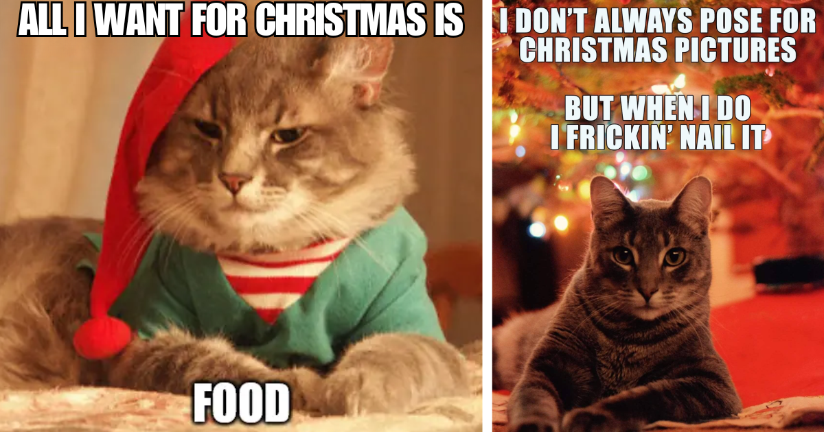 23 Pawsitively Merry Cat Memes for Feline Families to Leave Out For Santa Claws Instead of Milk & Cookies