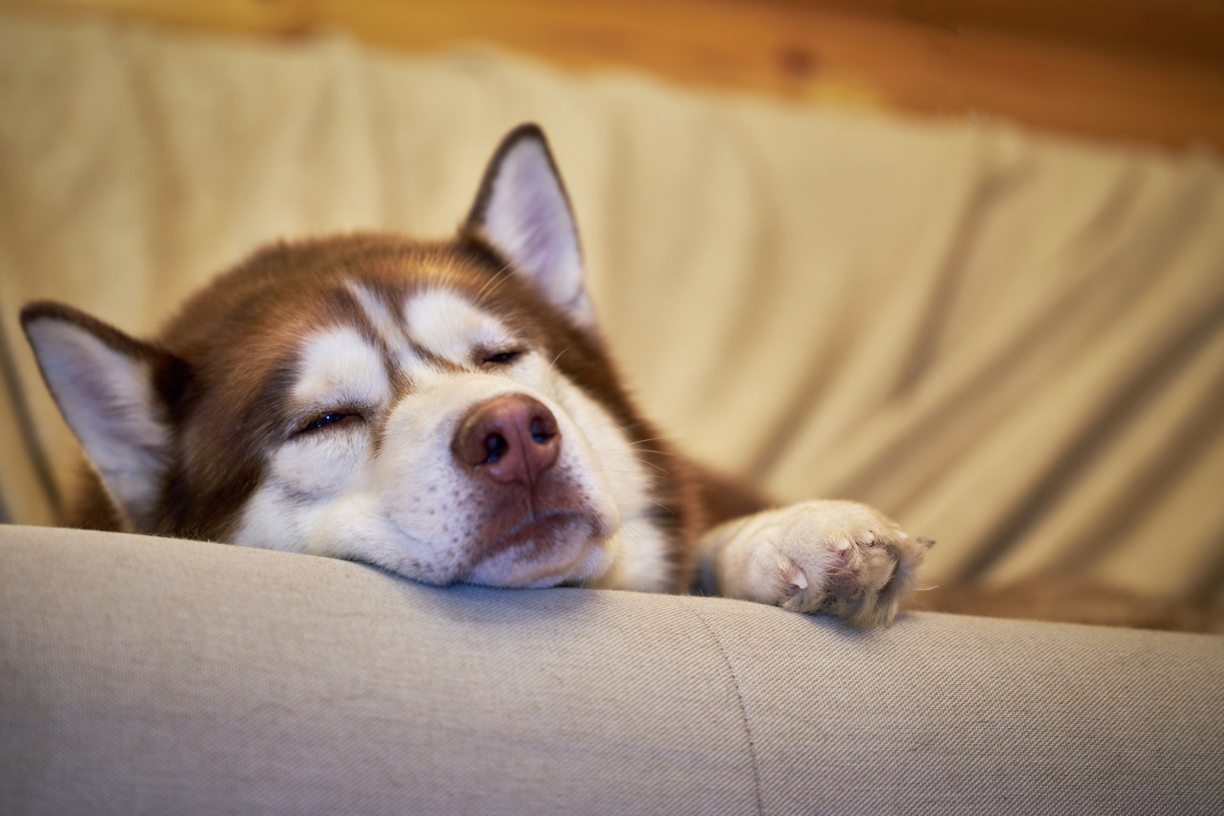 Hearts Melt Over Rescue Husky in 'Turkey Coma' After Finding Forever Home