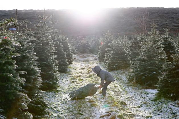 Kathy Donaghy: I finally felt the magic of Christmas as I saw trees being planted for generations to come