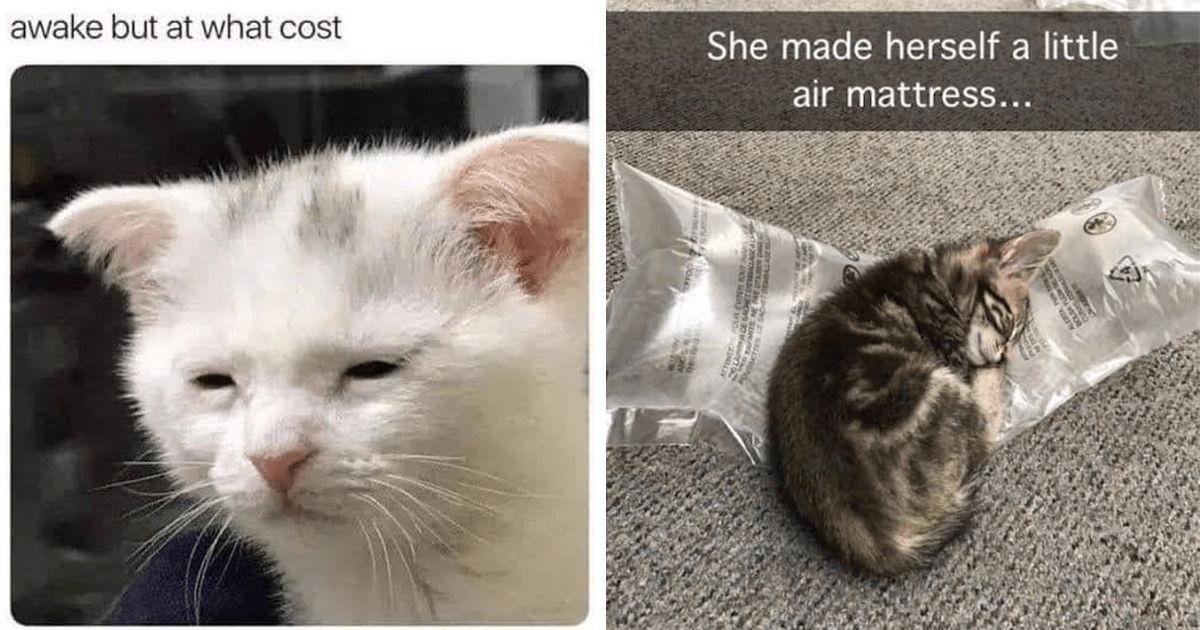 23 Purrfectly Cheerful Cat Memes to Wake Up to on Christmas Morning