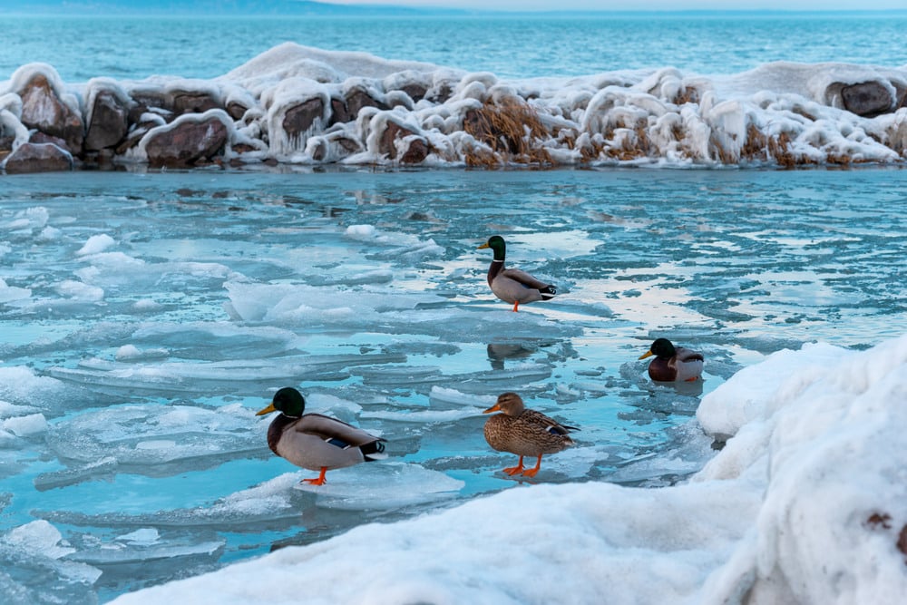 5+1 reasons why Lake Balaton is a must-visit destination in winter