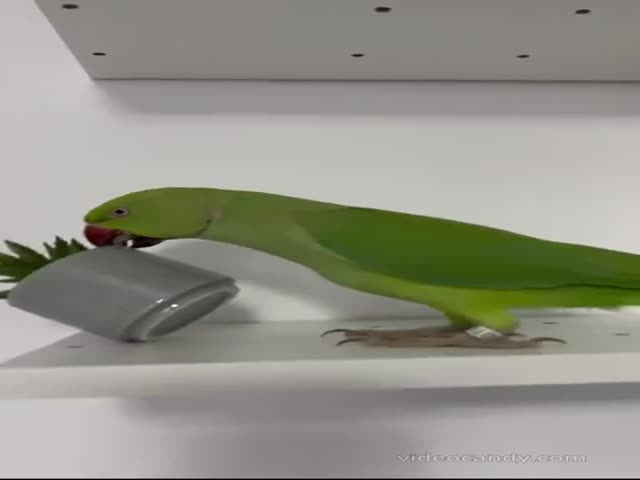 This Is What Life With A Parrot Looks Like (VIDEO)