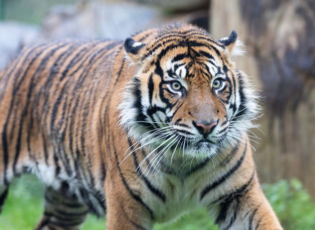 Fota Wildlife Park celebrates Christmas with arrival of new tiger