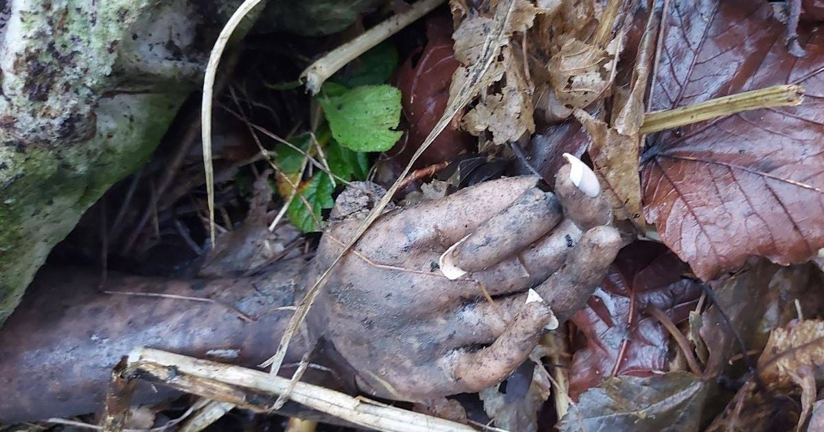 Couple's St. Stephen's Day walk 'ruined' as they make grim discovery hidden in undergrowth