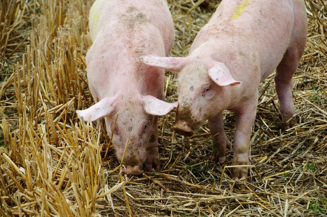 African swine fever cases detected in Albania