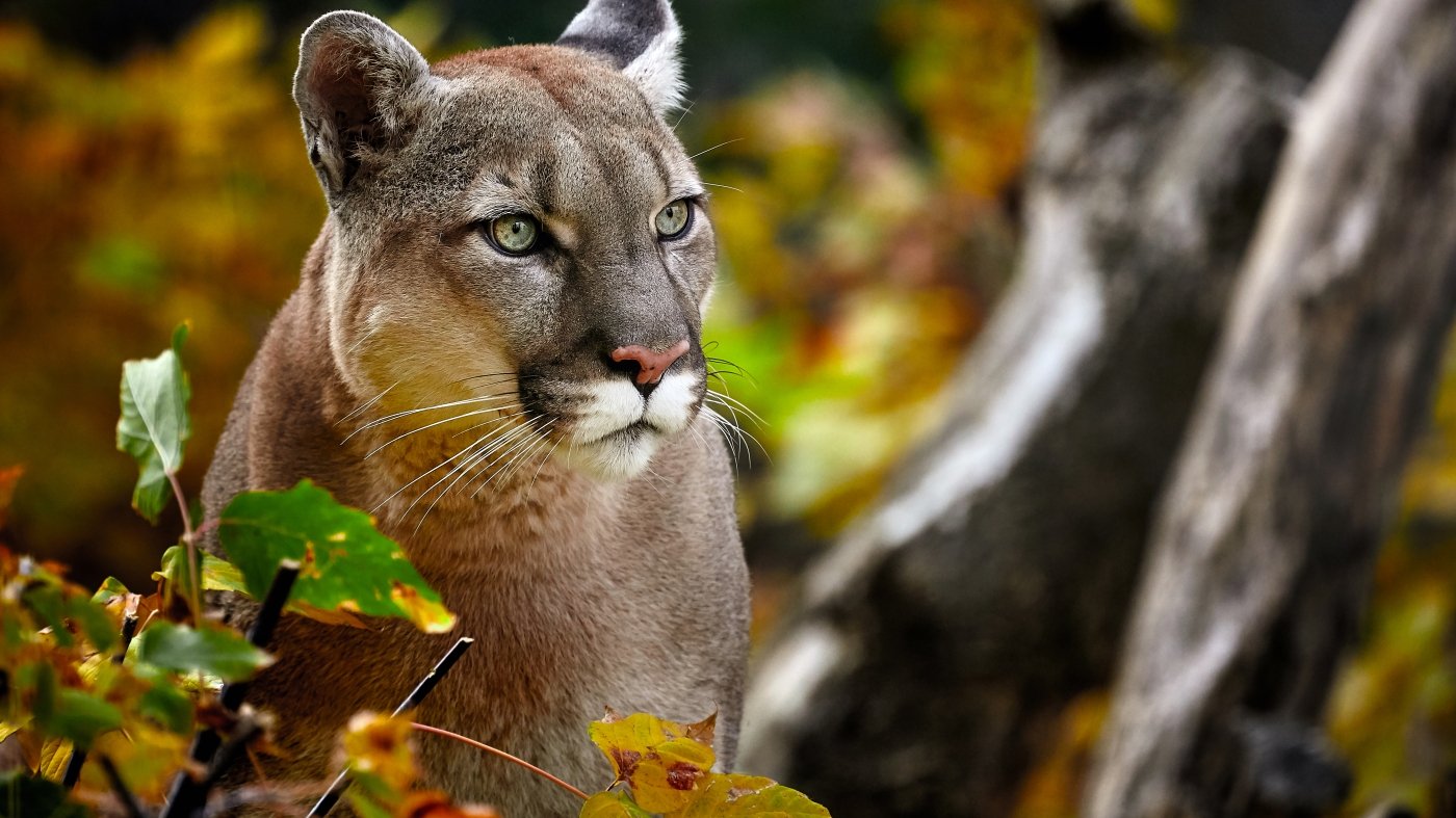 Bird flu has killed 20 big cats including cougars at a U.S. wildlife sanctuary