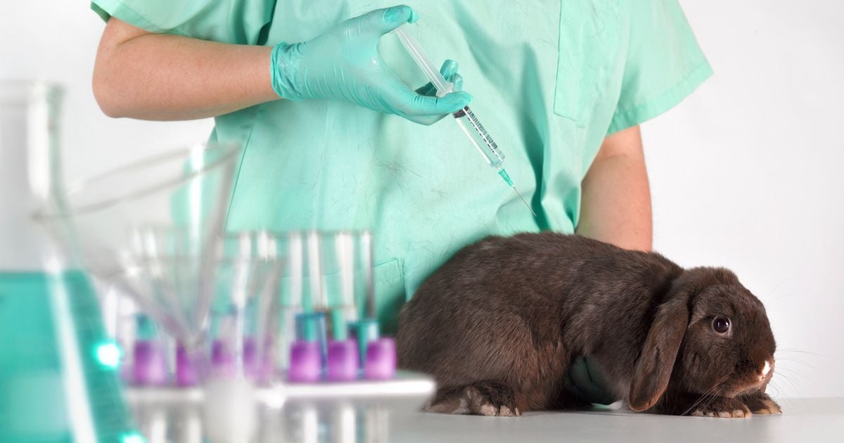 Dogs and cats among 106,000 live animals used in scientific testing last year