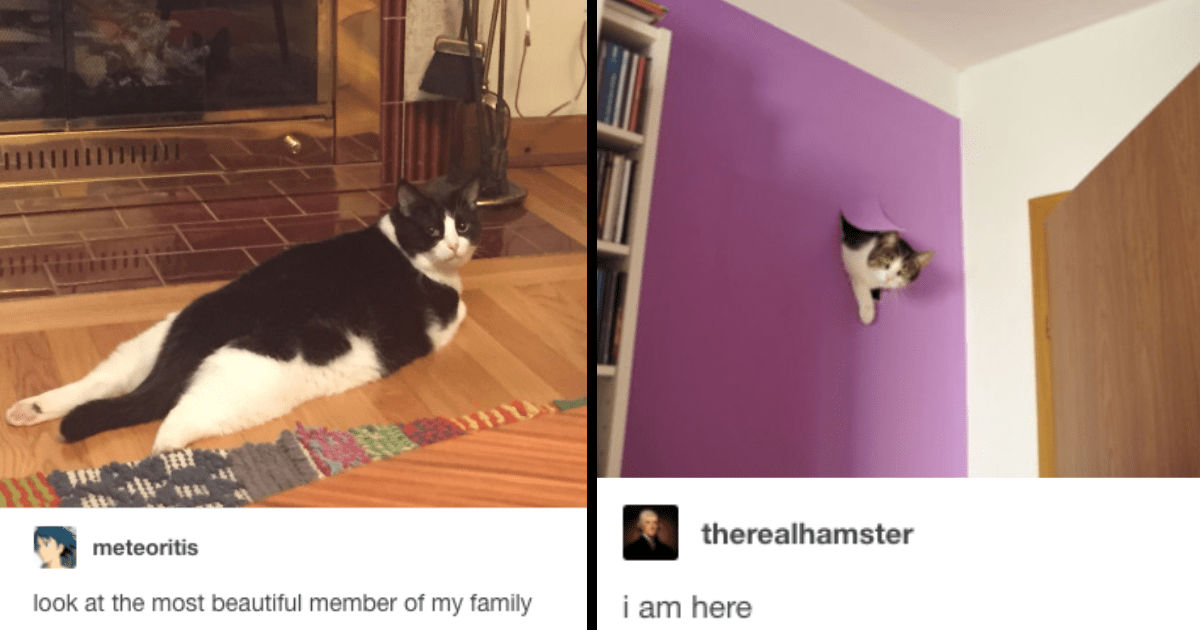 20 Purrfectly Classic Cat Memes That Made Us Laugh Before Tiktok Took Over