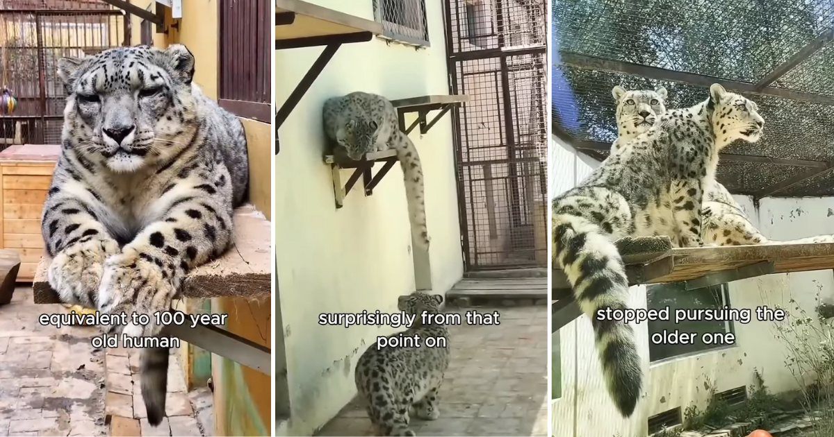 Senior Snow Leopard Falls Ill, But After Becoming Friends With a Young Cub, Makes Miraculous Recovery Through the Heartwarming Power of Chosen Family (Video)