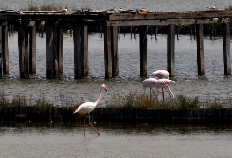 Greater Flamingo Now Listed as Nesting Species in Bulgaria