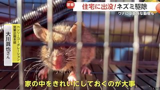 Rodent Infestation A Growing Concern Across Japan