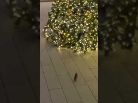 Rat interrupts a New York marriage proposal