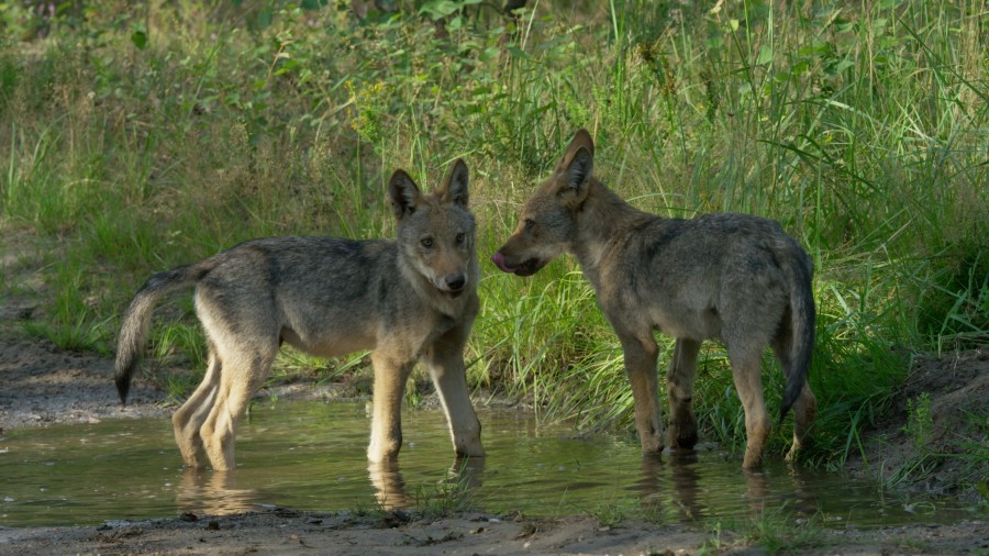 No wolf cubs born in Flanders in 2024, Belgian wolf population remains low