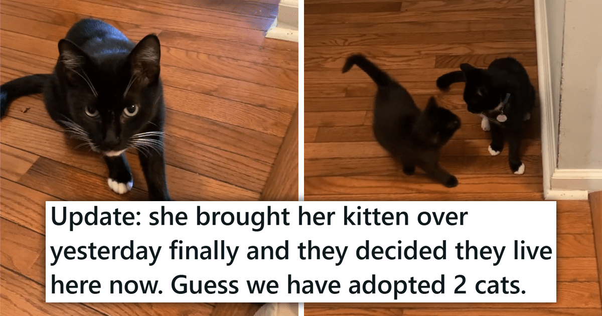 'Guess we have adopted 2 cats': Kind Person Feeds A Hungry Stray Cat, Then One Day, the Feline Momma Brings Them Her Kitten