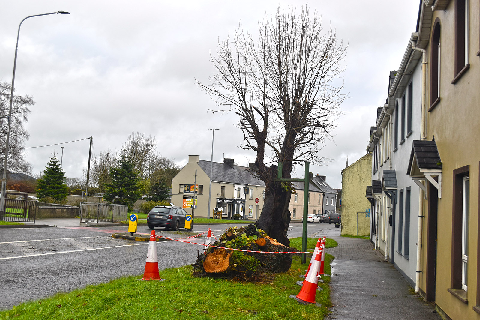 Hanging Trees to remain in place until grafts taken