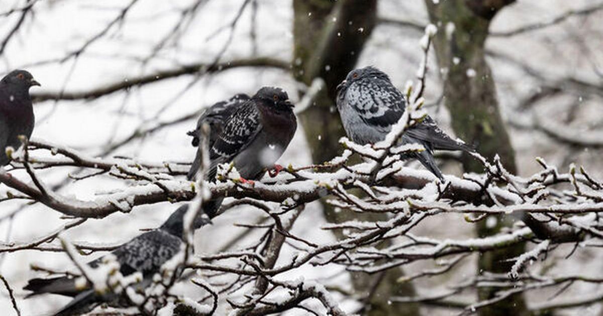 Snow in Ireland: Met Eireann warns of 'disruptive' weather as temperatures to plunge to -10C