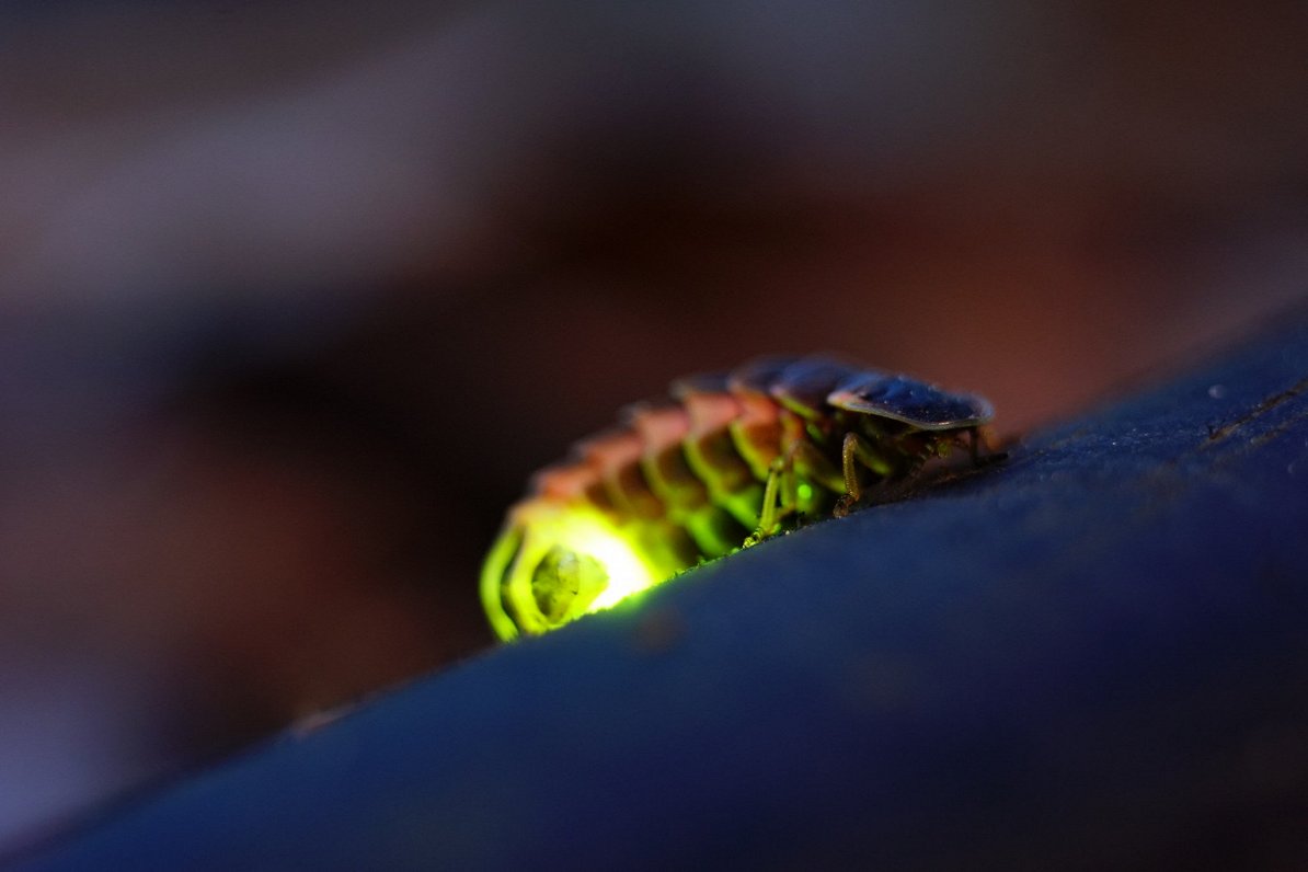 Glorious glow worm is Latvia's insect of 2025