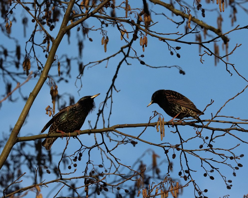 Latvia's star(ling) of the avian world takes wing