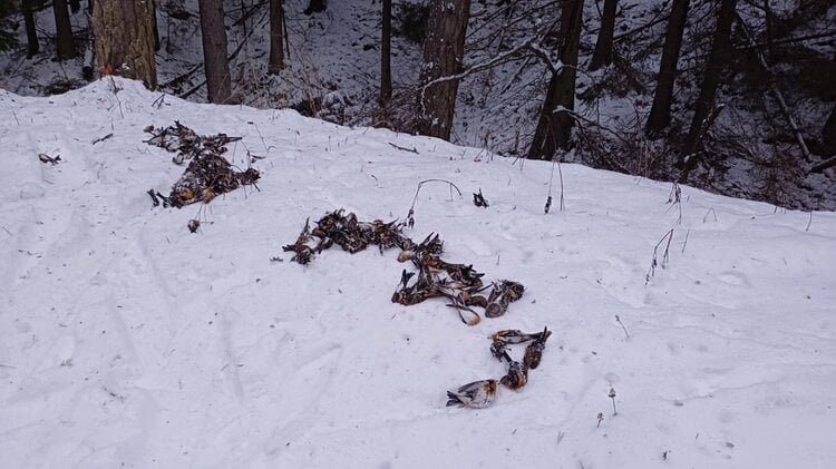 Hundreds of Bramblings Found Dead near Koprivshtitsa Likely Due to Fireworks