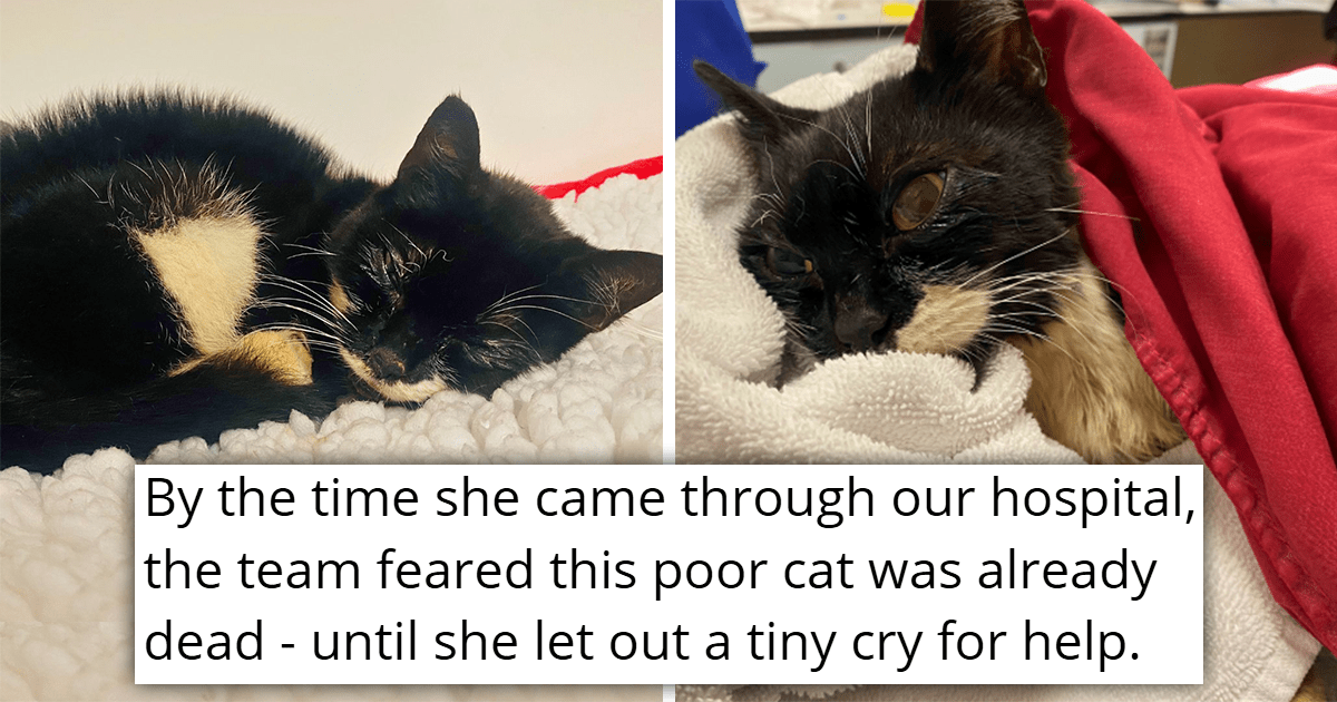 'She was hanging onto life by a thread': Poor Cat Found Freezing and Lifeless Gets a Second Chance After Being Rescued, Then Finds a Warm and Loving Family to Adopt Her