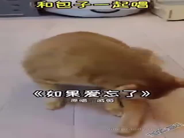 Chinese Cat (VIDEO)