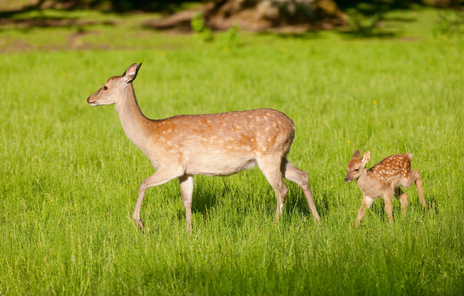 Invasive sika deer doing 'untold damage' to native woodland