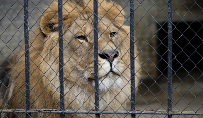  PN blasts governments handling of animal welfare following discovery of lions, leopard in Naxxar 