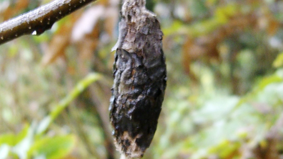 Japan firm turning bagworm silk into fiber products in world 1st