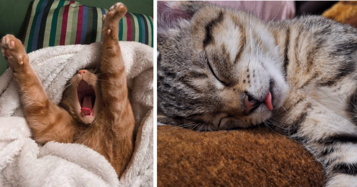 26 Sweet Kitties Snoozily Soundly For a Slow, Sensual Start to Your Sleepy Sunday