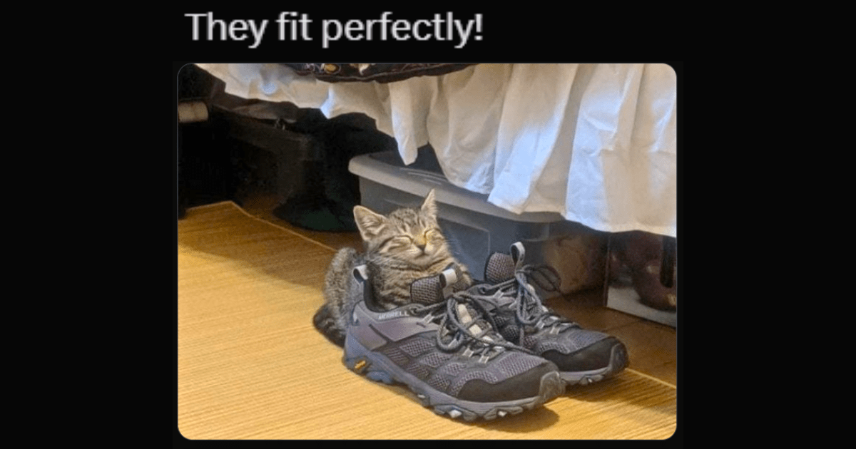 24 Pawdorable Cat Memes Prancing Around Your House This Sunday to Bring You the Weekend Joy You Need