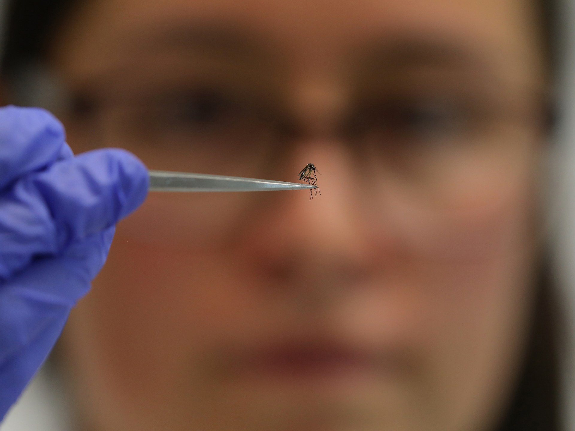 Could mosquitoes deliver vaccines against malaria?