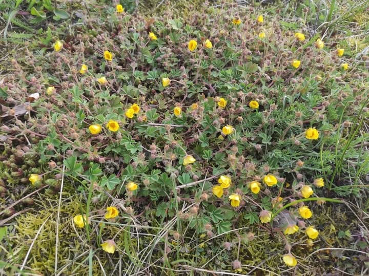 Silverweed takes gold medal for Latvia's Plant of 2025