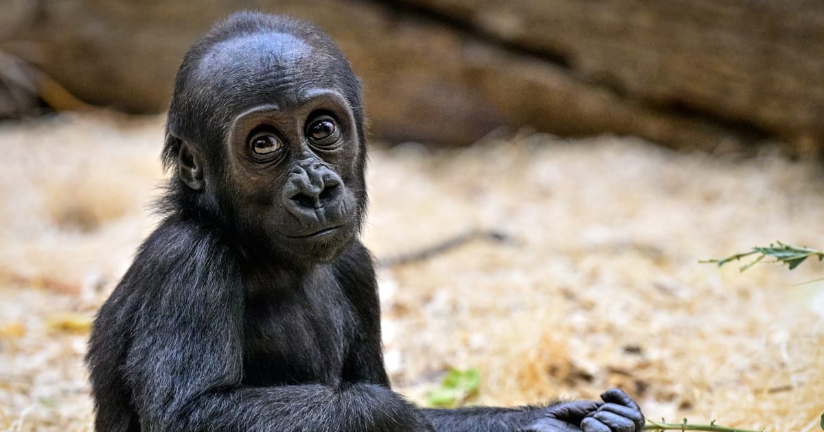 Mobi, Prague Zoo's female gorilla, celebrates her first birthday