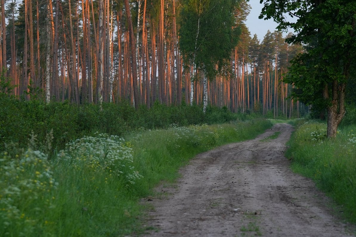 Forestry remains important to Latvia's economy