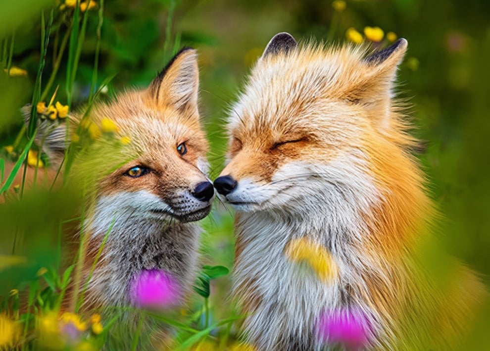 Beautiful Wildlife-Winning Photos from The Artist Gallery Awards 2024