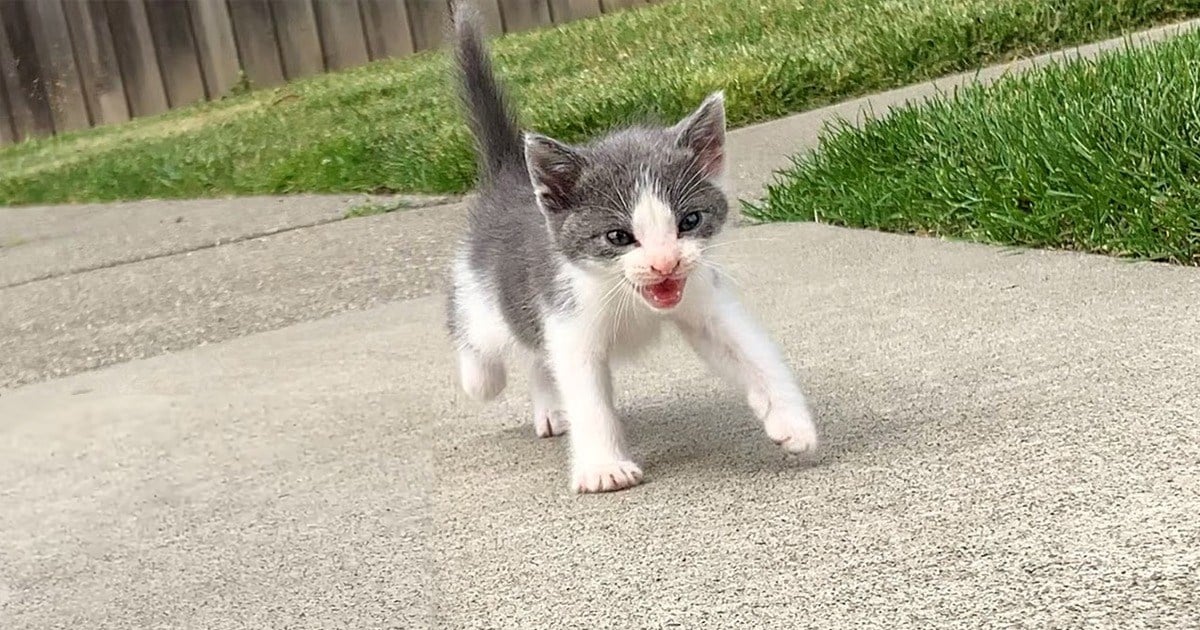 'Immediately, my dad instincts kicked in': Tiny fur-ball kitten asks kind man to become his mom, instantly gets adopted and does everything with him (video)