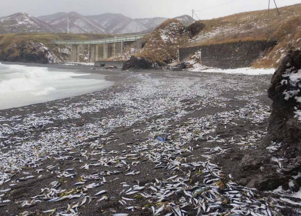 Mass sardine beaching hits northern Japan, cleanup delayed