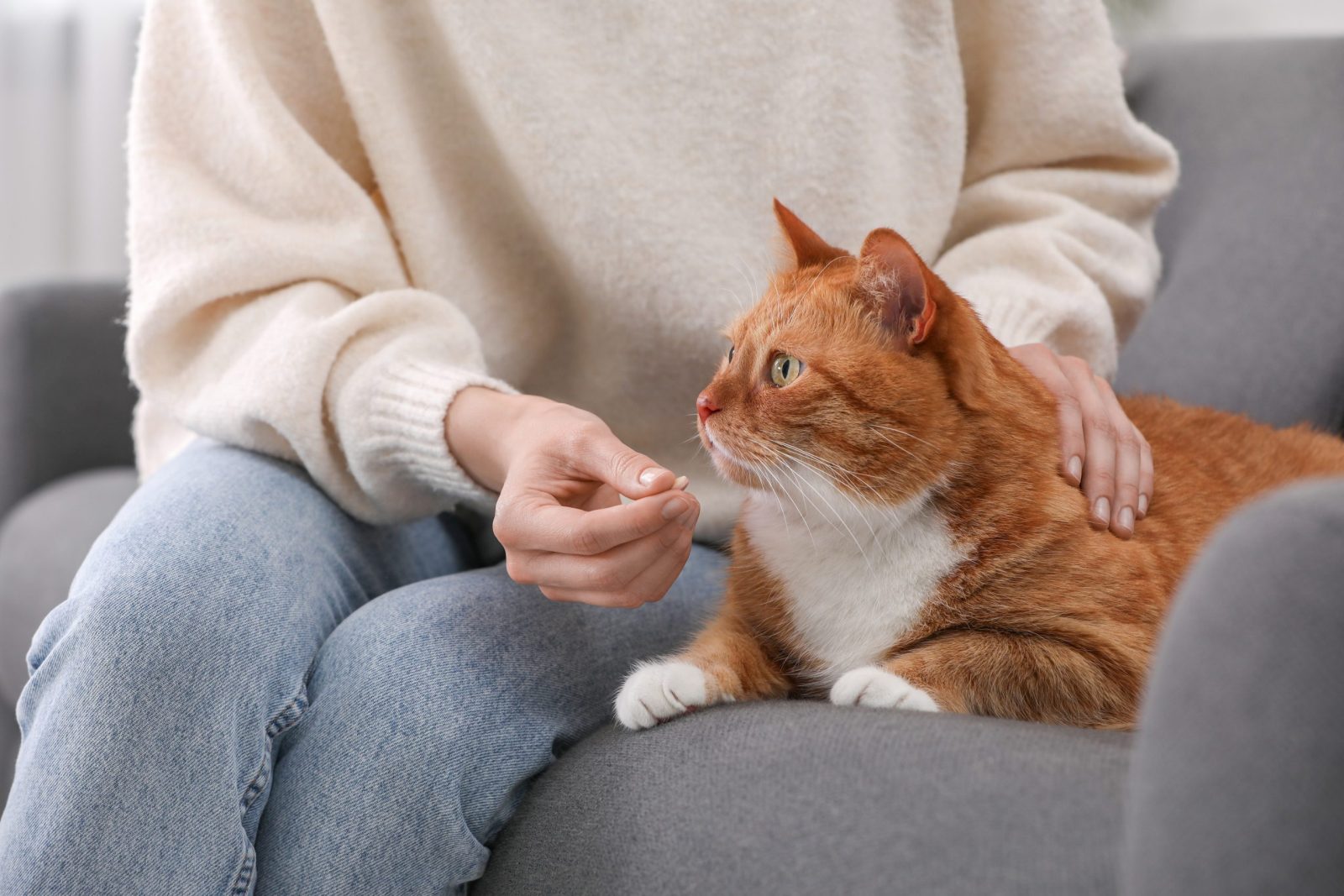 Cat Parents in China Are Feeding COVID Pills to Their Cats to Beat Feline-Specific Coronavirus