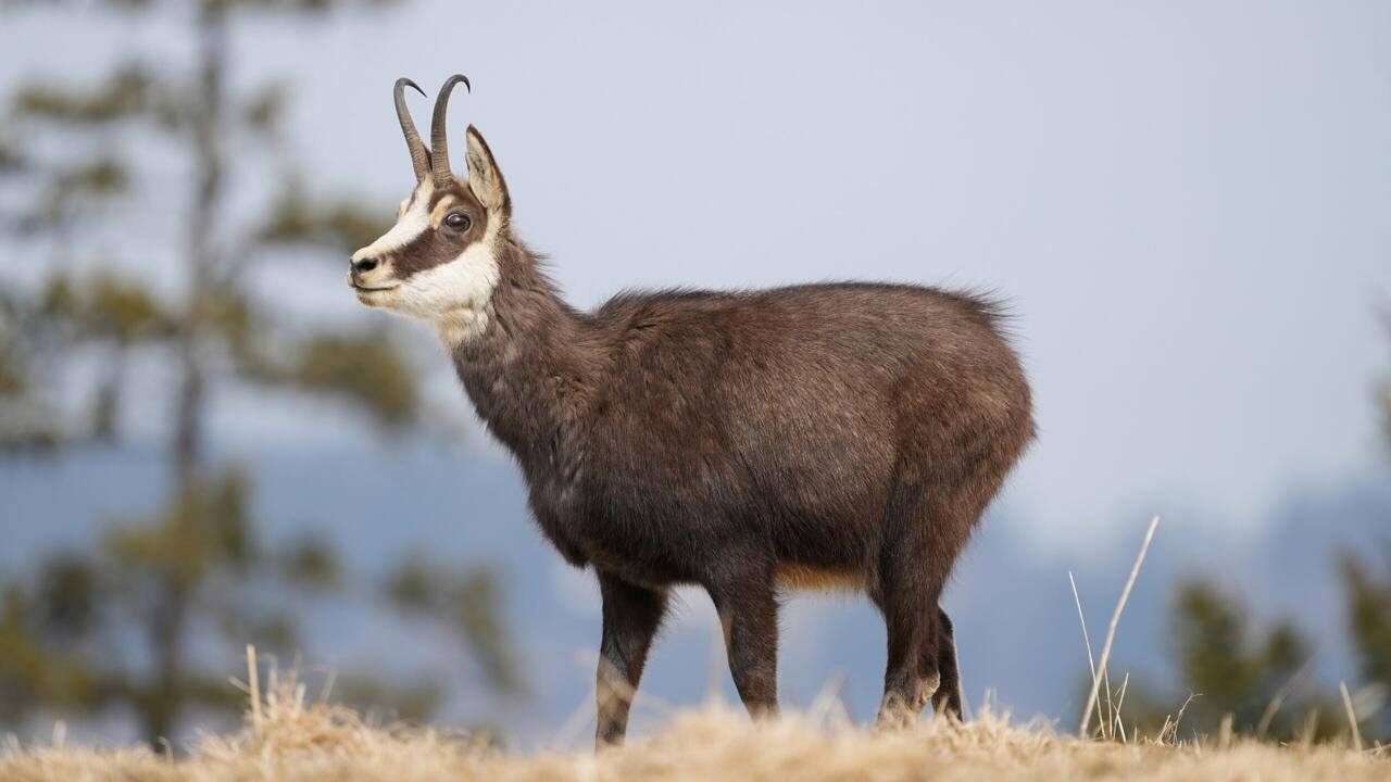 Brigitte Bardot slams 'massacre' of Chamois as Doubs approves culling of 594 animals