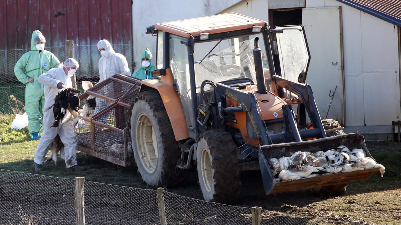 France reports bird flu outbreak just weeks after declaring virus-free status