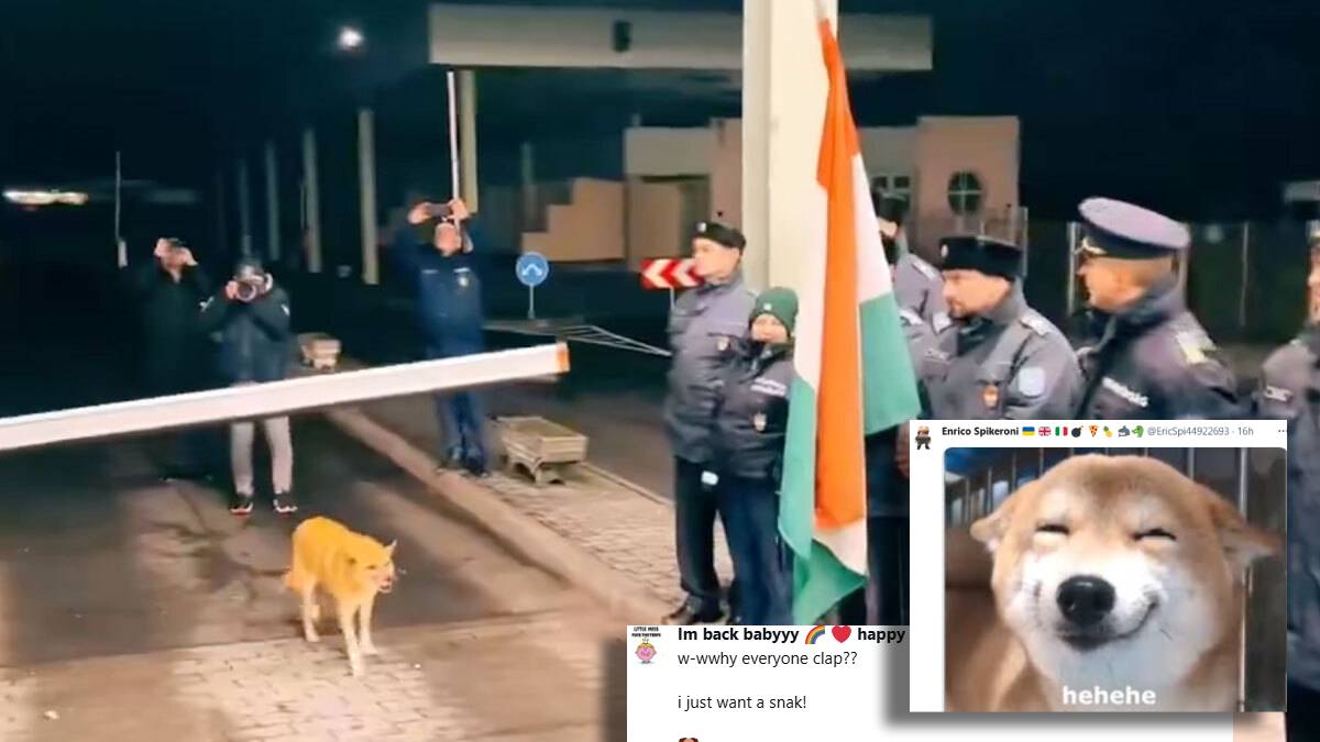 Stray Doggo Becomes The First To Cross Borders As Romania Joins Schengen: Internet Cheers