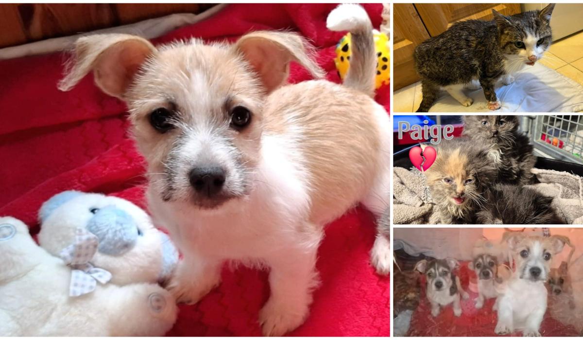 Animals in Need: Four adorable puppies looking for new homes 