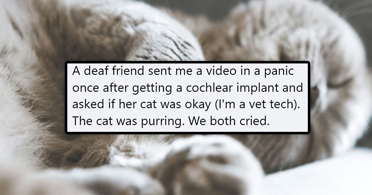 'Got hearing aids today and cried because my cat purred': Wholesome stories of deaf people hearing their cats purr for the first time and getting emotional