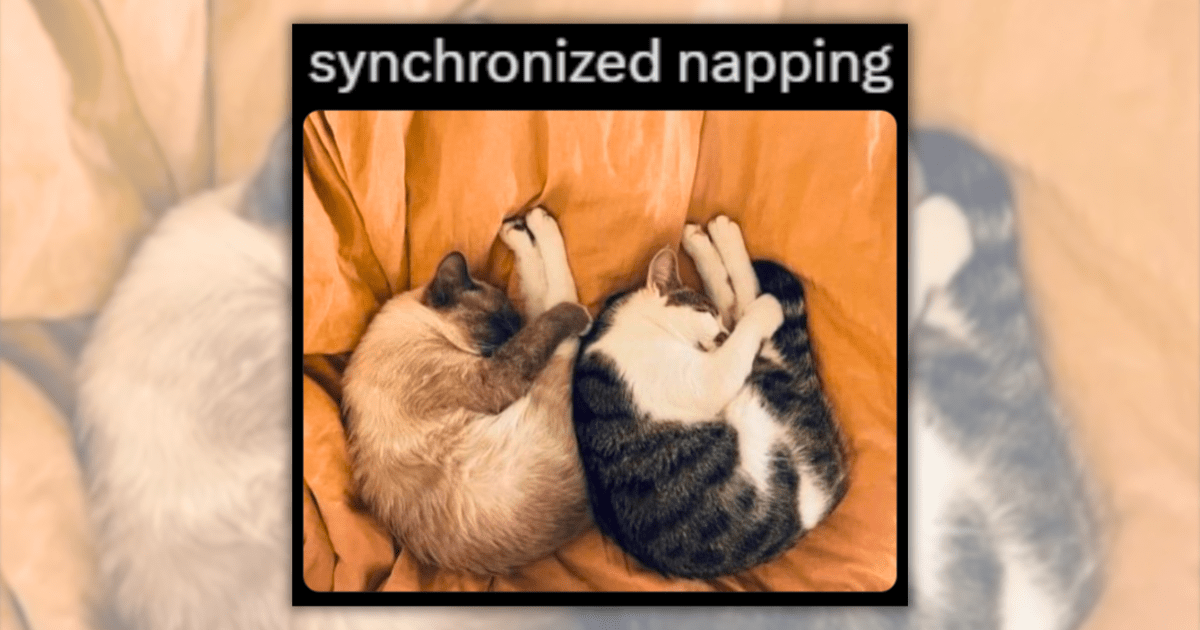 21 Sleepy Cat Memes Taking a 21-Hour Nap to Gather the Energy to Help Hoomans Laugh Again