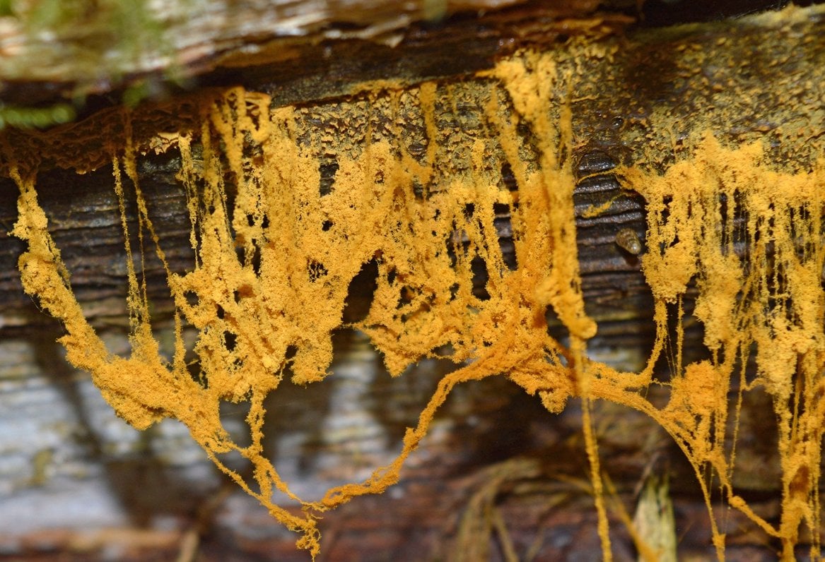 Salt on your pretzel slime mold?