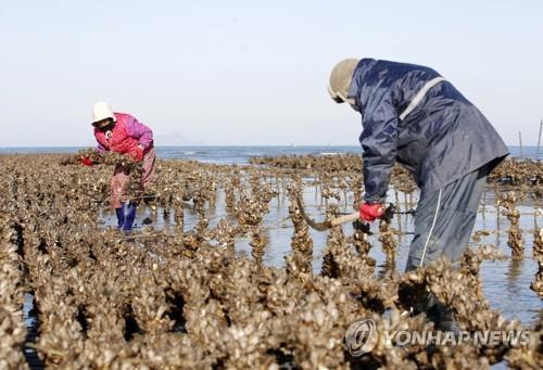 S. Korea eyes to become top oyster exporter by 2030: oceans ministry