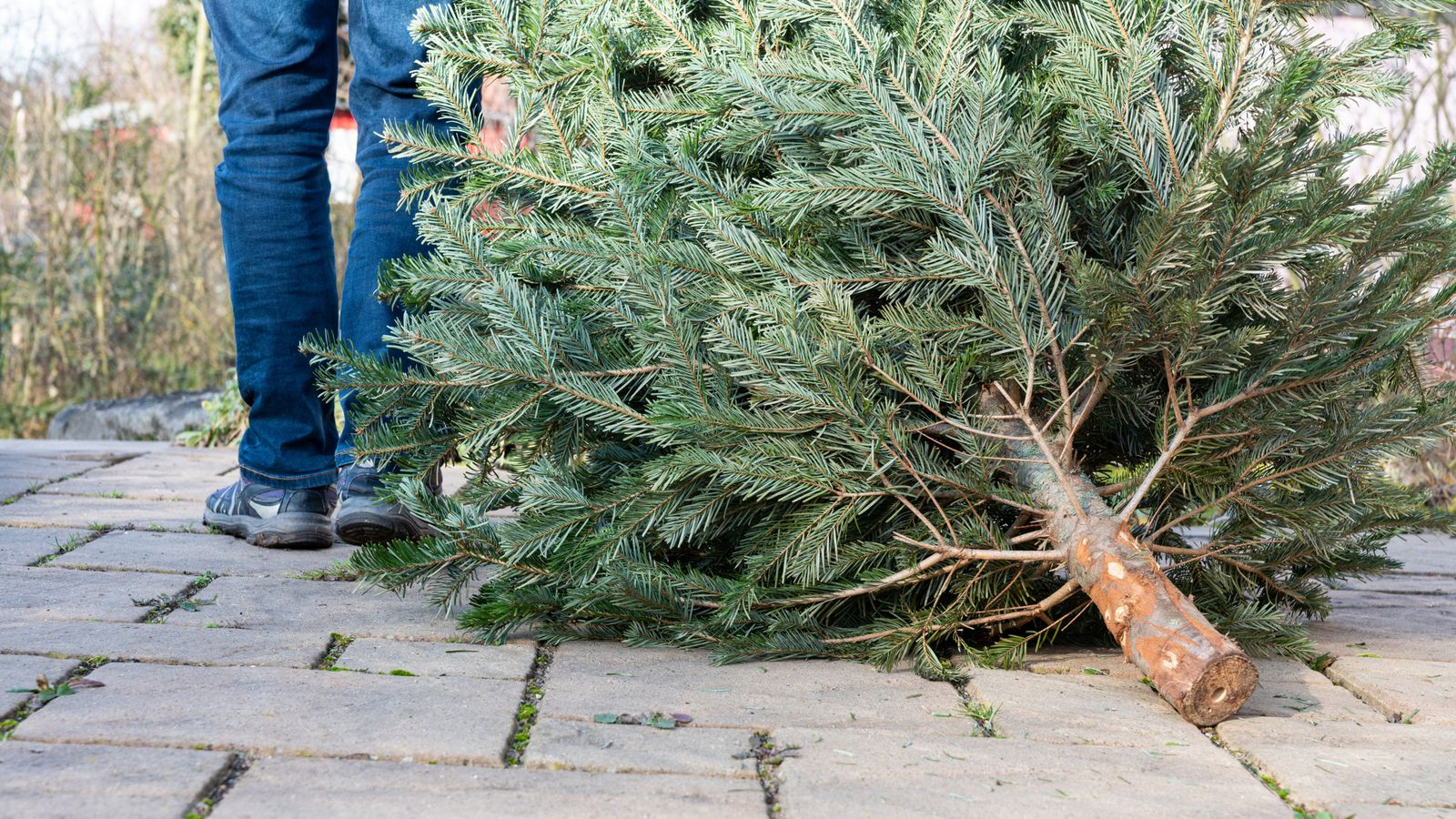 Don't eat your Christmas trees, Belgians warned